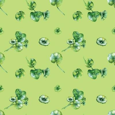Centella asiatica, geranium watercolor seamless pattern isolated on green. Pennywort, gotu kola, rounded leaves, herbal plants hand drawn. Design for package, label, wrapping, textile, background