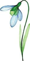 watercolor drawing,  transparent flower snowdrop. blue spring flowers, tenderness cleanly vector