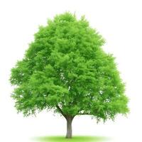 gratis aislado árbol en blanco antecedentes. ai generaciones foto