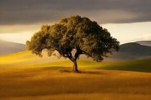 Free Lone tree. photo