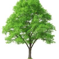 Free isolated tree on white background. ai generations photo