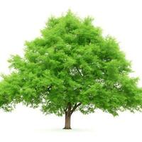 Free isolated tree on white background. ai generations photo