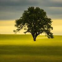 Free Lone tree. ai generated photo