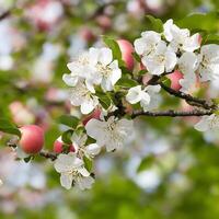 gratis floreciente rama de manzana árbol. ai generado foto