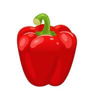 Red bell pepper. Fresh vegetables. Vector illustration