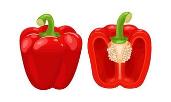 Red bell pepper and cut in half. Fresh vegetables. Vector illustration