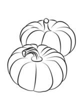 fall pumpkin line art autumn vector illustration