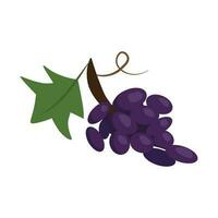 Isolated vector illustration of purple grapes on white background