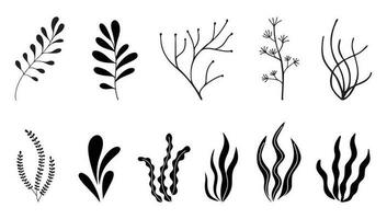 Set of seaweed icons. Marine plants are isolated on white background. Vector illustration