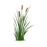 Realistic reed, sedge and grass, 3d Phragmites vector