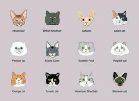 Cat face head set ,cat breeds portraits collection isolated vector