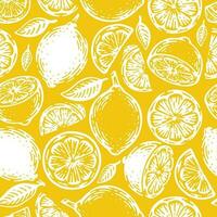 doodle hand drawn lime and lemon seamless pattern. Tropical summer citrus fruit vintage style. vector