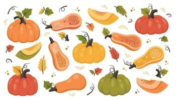 Set of whole pumpkin and half with autumn leaves, grain. Ripe harvest vegetable. Vector illustration for fall design, good nutrition, agricultural harvest, Thanksgiving, Halloween