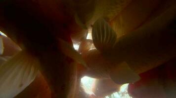 Koi im Fischteich unter Wasser. Koi Nishikigoi, sind farbige Formen des Amur-Karpfens video