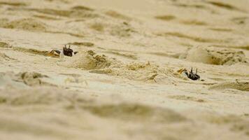 grappig schattig krab kruipen Bij de strand zand. klein krab Aan de zanderig strand, Thailand, dichtbij omhoog beeldmateriaal video