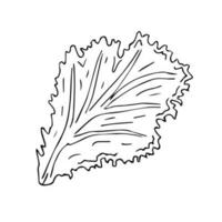 Vector hand drawn sketch doodle salad leaf