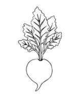 Vector hand drawn black doodle sketch beet