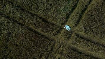 un aereo Visualizza di un' persona a piedi attraverso un' campo video