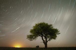 Argentinian vegetation Pampas view photo