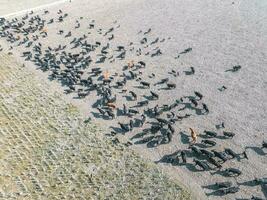 a flock of birds on a beach photo