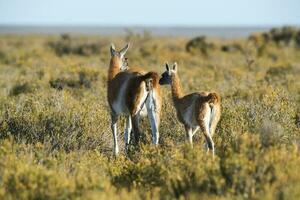 two guanacos walking on a dirt road photo