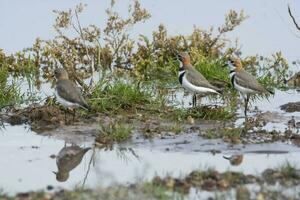 three birds standing in a muddy field photo