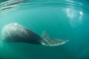 Elephant Seal in Chabut, Patagonia photo