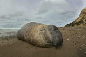 elefante sello en chabut, Patagonia foto