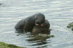 Seals in Patagonia photo