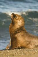 Seals in Patagonia photo