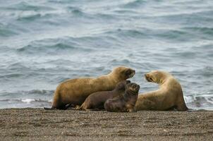 Seals in Patagonia photo