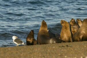 Seals in Patagonia photo