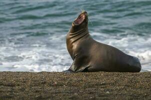 Seals in Patagonia photo