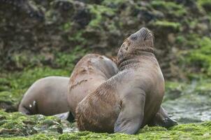 focas en Patagonia foto