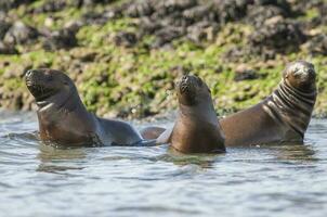 focas en Patagonia foto