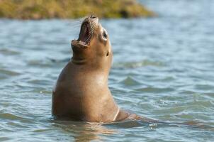 focas en Patagonia foto