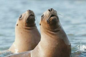 Seals in Patagonia photo