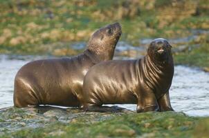 Seals in Patagonia photo