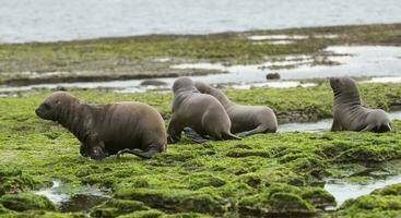 Seals in Patagonia photo