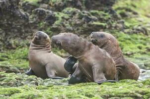 focas en Patagonia foto