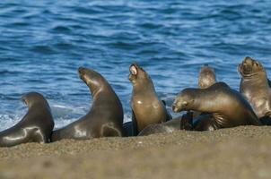 Seals in Patagonia photo