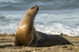 Seals in Patagonia photo