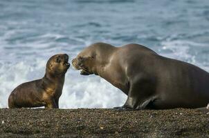 Seals in Patagonia photo