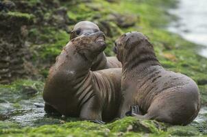 Seals in Patagonia photo