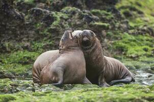 Seals in Patagonia photo