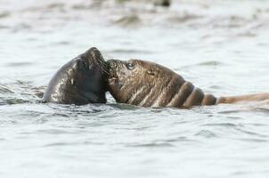 Seals in Patagonia photo