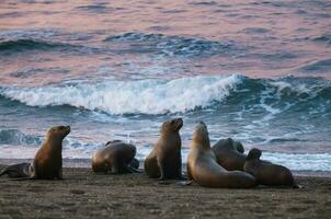 Seals in Patagonia photo