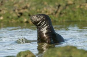 focas en Patagonia foto