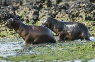 focas en Patagonia foto