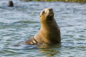 Seals in Patagonia photo